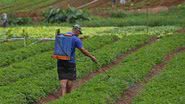 Imagem Grupo de Trabalho quer combater efeitos dos agrotóxicos na Bahia