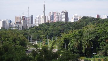 Imagem Vereador denuncia desmatamento no Alto do Parque