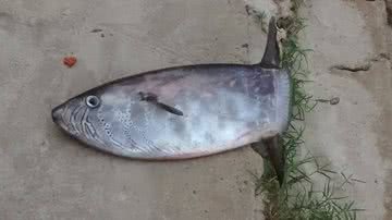 Imagem Peixe raro impressiona pescadores de Ilhéus