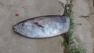 Imagem Peixe raro impressiona pescadores de Ilhéus
