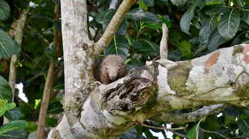 Imagem Porco espinho ameaçado de extinção é resgatado em Lauro de Freitas