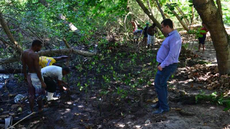 Imagem Lauro de Freitas tem replantio de manguezal para revitalizar ecossistema