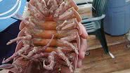 Imagem  Barata gigante do mar intriga equipe ao ser achada com tubarão raro