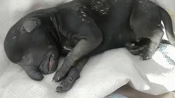 Imagem Cachorro nasce com tromba e intriga veterinários