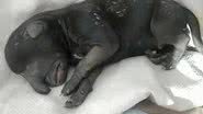 Imagem Cachorro nasce com tromba e intriga veterinários