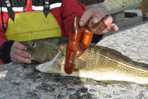 Imagem Bacalhau norueguês engole vibrador e pescador se assusta