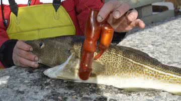 Imagem Bacalhau norueguês engole vibrador e pescador se assusta