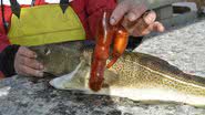 Imagem Bacalhau norueguês engole vibrador e pescador se assusta