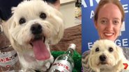 Imagem Para não morrer, cachorro toma porre de vodka