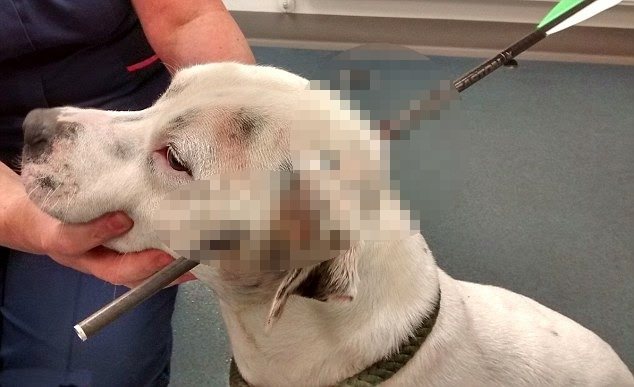 Imagem Cachorro é encontrado com flecha atravessada na cabeça e sobrevive