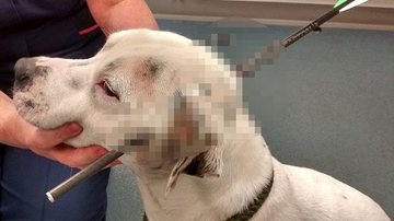 Imagem Cachorro é encontrado com flecha atravessada na cabeça e sobrevive