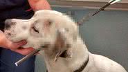 Imagem Cachorro é encontrado com flecha atravessada na cabeça e sobrevive