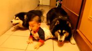 Imagem Vídeo de cães engatinhando para imitar bebê vira sensação na web