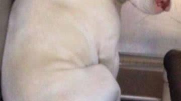 Imagem  Cadela com depressão ganha nova chance dois dias antes de ser morta