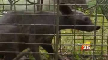 Imagem Suposto chupacabra foi capturado por casal