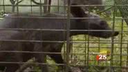 Imagem Suposto chupacabra foi capturado por casal