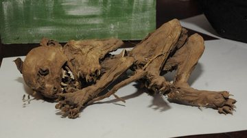 Imagem Restos mortais de criatura semelhante a chupacabra é guardado por família