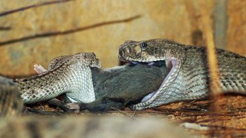 Imagem Mundo animal: cobras disputam rato 