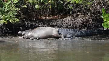 Imagem Homem flagra crocodilo comendo búfalo na Austrália