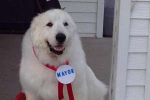 Imagem Cachorro é eleito prefeito de uma aldeia