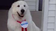 Imagem Cachorro é eleito prefeito de uma aldeia