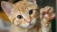 Imagem Benefício animal: gato recebe Bolsa Família por sete meses 