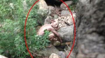 Imagem Turista flagra ‘monstro’ em montanhas