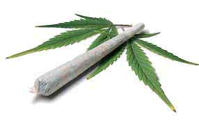 Imagem Empresário quer criar a primeira marca de maconha
