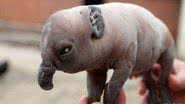 Imagem Porco nasce com tromba de elefante e intriga internautas