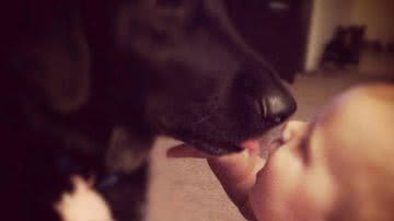 Imagem Cachorro ajuda pais a descobrir que babá maltratava filho