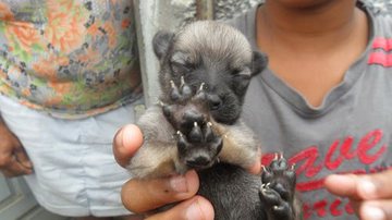 Imagem Gata tem filhotes com traços caninos no Sul da Bahia