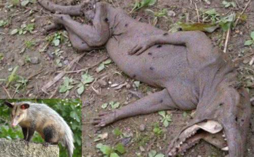 Imagem Desvendado mistério do "chupacabra" da Venezuela