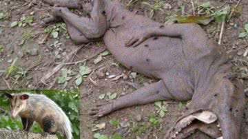 Imagem Desvendado mistério do "chupacabra" da Venezuela