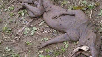 Imagem Chupacabra ou extraterrestre? Criatura misteriosa assusta população