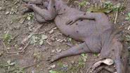 Imagem Chupacabra ou extraterrestre? Criatura misteriosa assusta população