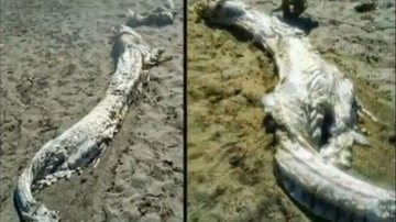 Imagem  Mais uma criatura estranha: peritos não identificam animal encontrado em praia 