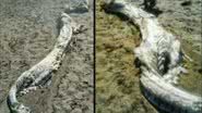 Imagem  Mais uma criatura estranha: peritos não identificam animal encontrado em praia 