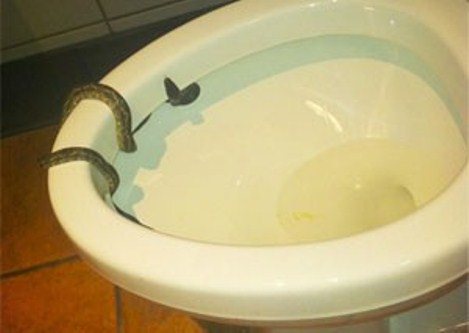 Imagem Homem leva mordida de cobra no pênis ao utilizar o vaso sanitário