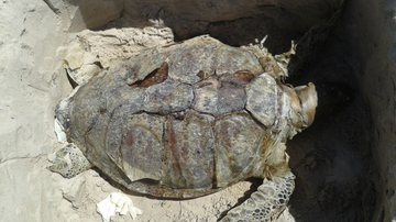 Imagem Tartaruga marinha é encontrada morta na praia de Ipitanga