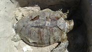 Imagem Tartaruga marinha é encontrada morta na praia de Ipitanga