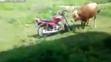 Imagem Vídeo: touro tenta cruzar com motocicleta