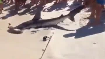 Imagem Vídeo: tubarão martelo tem filhotes na beira da praia