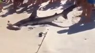 Imagem Vídeo: tubarão martelo tem filhotes na beira da praia