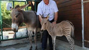 Imagem Cruzamento entre uma zebra e um jegue nasce filhote raro