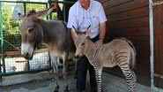 Imagem Cruzamento entre uma zebra e um jegue nasce filhote raro