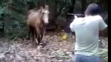 Imagem Homem que atirou em égua é localizado pela polícia no Espírito Santo