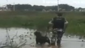 Imagem Vídeo: cachorro da polícia encontra bandido no meio do mato