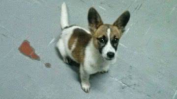 Imagem Delegacia adquire cão para combate ao crime