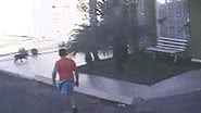Imagem Crueldade: homem mata cadela yorkshire da vizinha com enxada