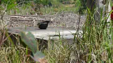 Imagem Vitória da Conquista: corpos são encontrados em reservatório de água